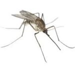 Дезинфектор Екатеринбург уничтожение комаров