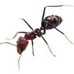Дезинфектор Екатеринбург уничтожение муравьев