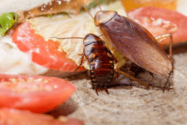 Особенности тараканов