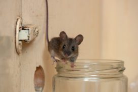 7 интересных фактов о домовой мыши
