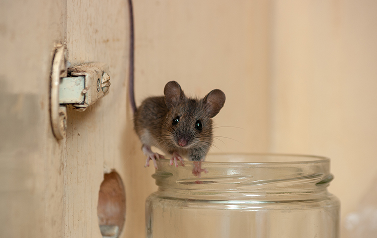 7 интересных фактов о домовой мыши