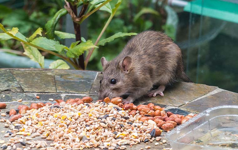 Проблема мышей и крыс в Екатеринбурге