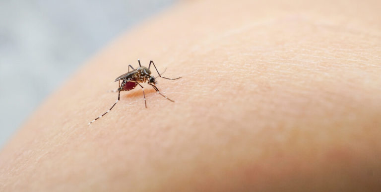 Руководство по борьбе с комарами Екатеринбург