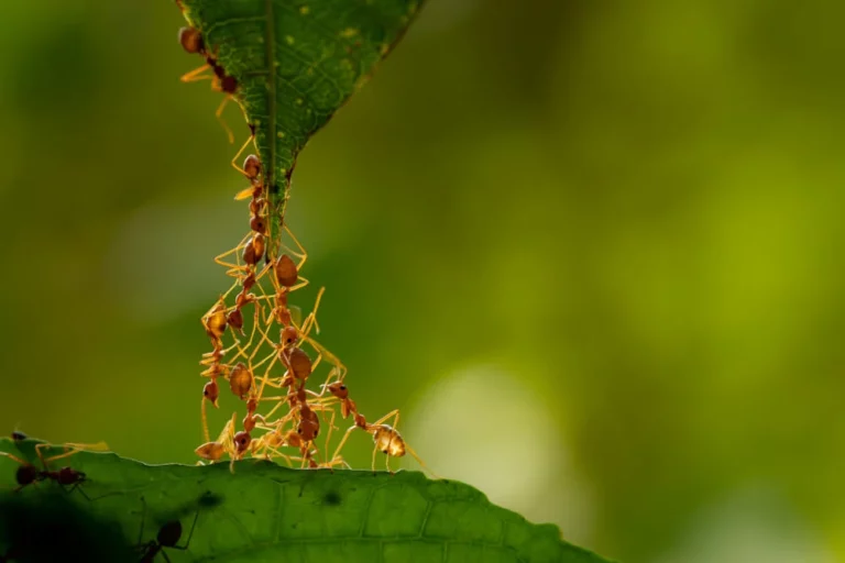 20 странных фактов о муравьях
